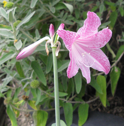 Pépinière Palmaris Hippeastrum reticulatum striatifolium