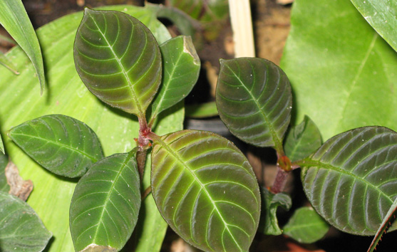 Pépinière Palmaris Hoffmannia discolor