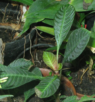 Pépinière Palmaris Hoffmannia discolor