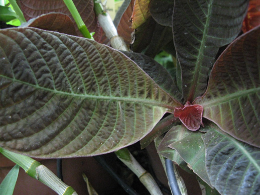 Pépinière Palmaris Hoffmannia regalis