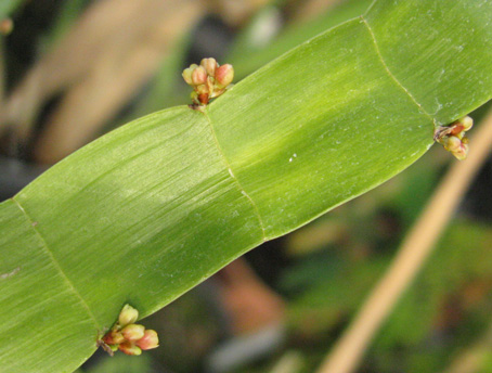 Pépinière Palmaris Homalocladium platycladum