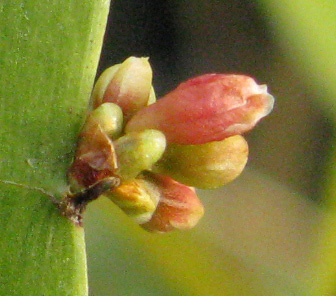 Pépinière Palmaris Homalocladium platycladum