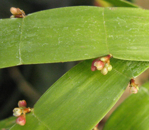 Pépinière Palmaris Homalocladium platycladum