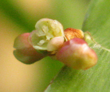 Pépinière Palmaris Homalocladium platycladum