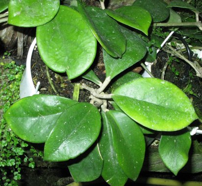 Pépinière Palmaris Hoya carnosa