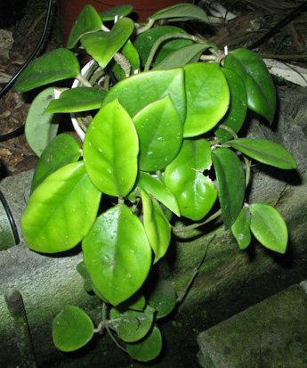 Pépinière Palmaris Hoya carnosa