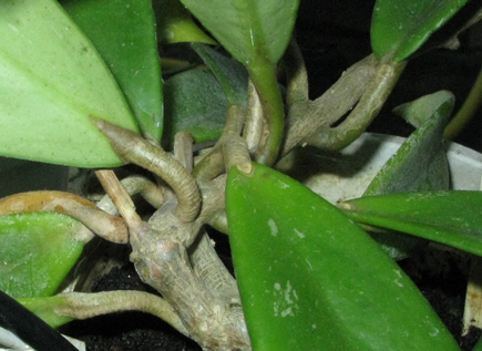 Pépinière Palmaris Hoya purpureofusca