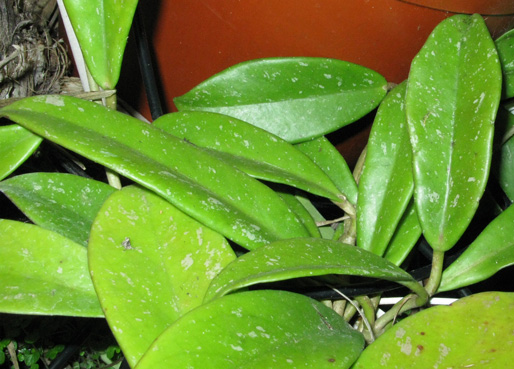 Pépinière Palmaris Hoya purpureofusca