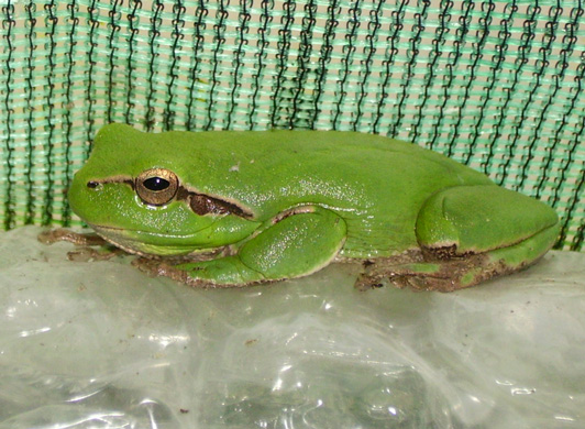 Pépinière Palmaris Hyla meridionalis