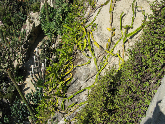 Hylocereus sp et Selenocereus sp Monaco