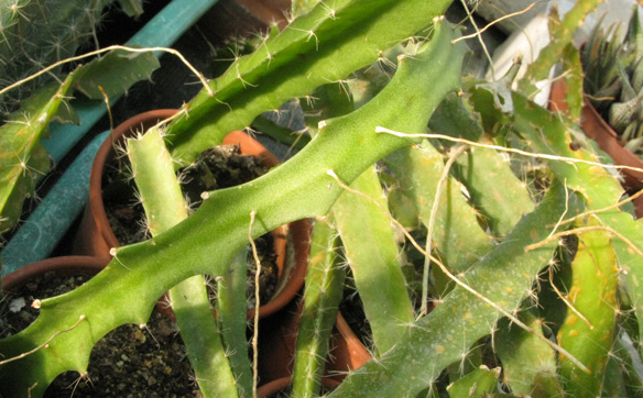 Pépinière Palmaris Hylocereus paolyrhi Pitaya jaune