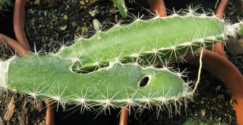 Pépinière Palmaris Hylocereus undatus Pitaya rose