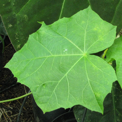 Pépinière Palmaris Jatropha curcas