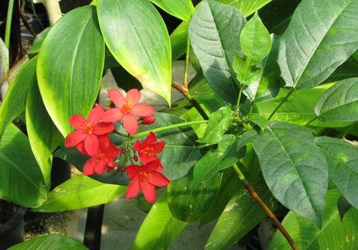 Pépinière Palmaris Jatropha integerrima