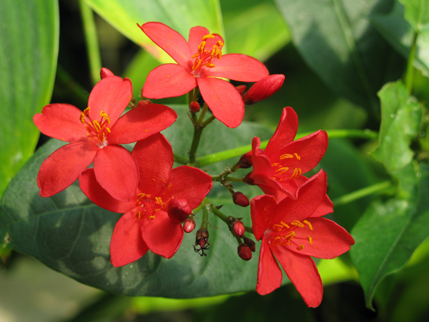 Pépinière Palmaris Jatropha integerrima