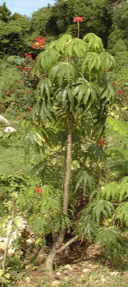 Pépinière Palmaris Jatropha multifida