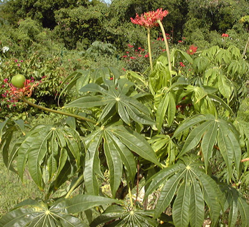 Pépinière Palmaris Jatropha multifida