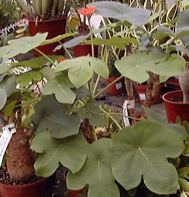 Pépinière Palmaris Jatropha podagrica