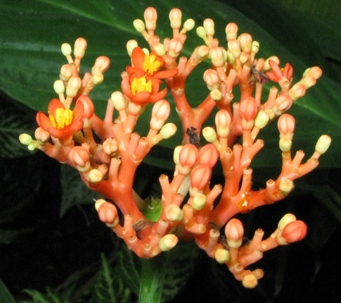 Pépinière Palmaris Jatropha podagrica