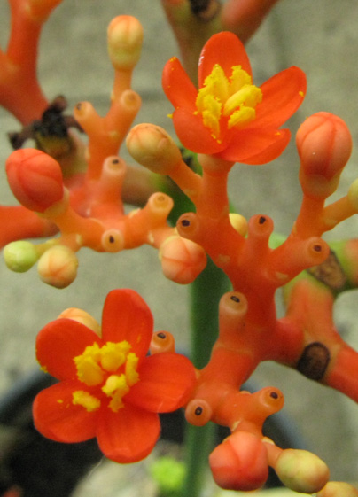 Pépinière Palmaris Jatropha podagrica