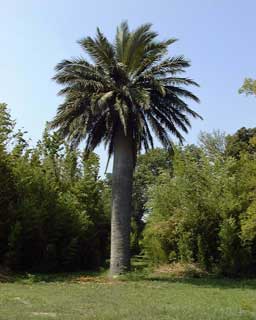 Pépinière Palmaris Jubaea chilensis