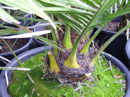 Pépinière Palmaris Jubaea chilensis