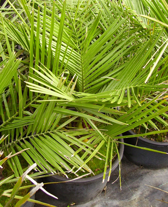 Pépinière Palmaris Jubaea chilensis