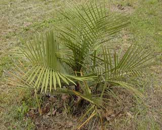 Pépinière Palmaris Jubaea chilensis