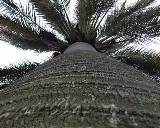 Pépinière Palmaris Jubaea chilensis