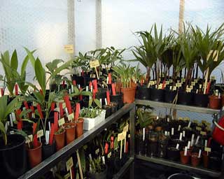 Pépinière Palmaris production agaves et palmiers