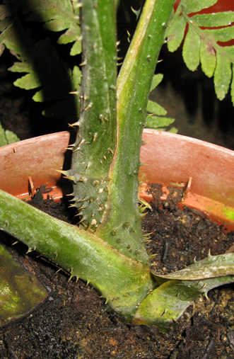 Pépinière Palmaris Lasia spinosa