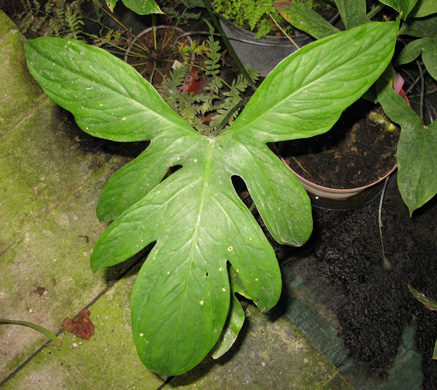 Pépinière Palmaris Lasia spinosa