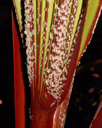 Pépinière Palmaris Latania lontaroides