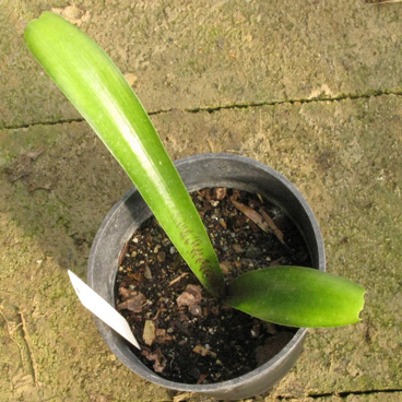 Pépinière Palmaris Manfreda brachystachys