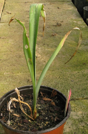 Pépinière Palmaris Manfreda brachystachys