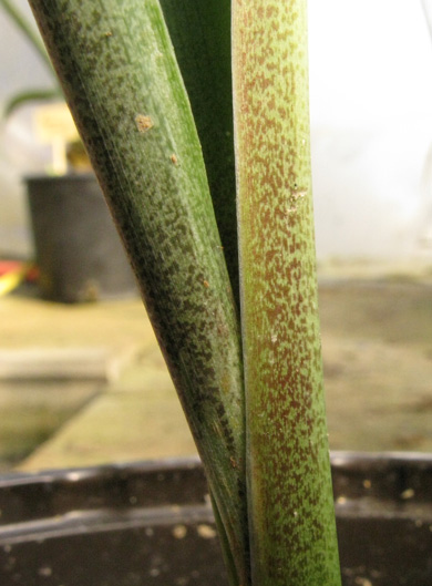 Pépinière Palmaris Manfreda brachystachys