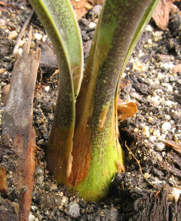 Pépinière Palmaris Manfreda sp Comonfort