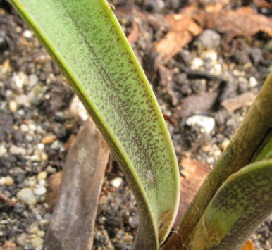 Pépinière Palmaris Manfreda sp Comonfort