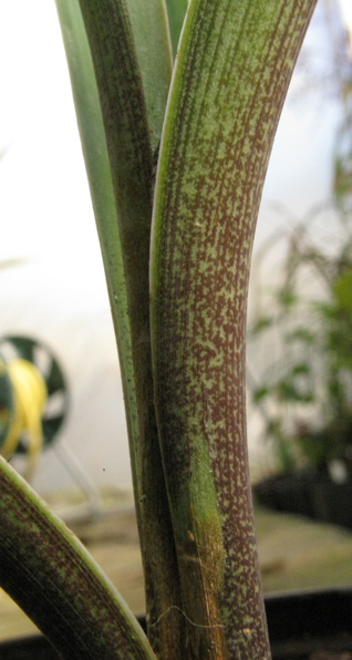 Pépinière Palmaris Manfreda sp Comonfort