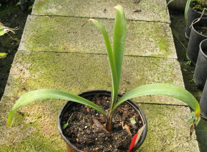 Pépinière Palmaris Manfreda sp Comonfort