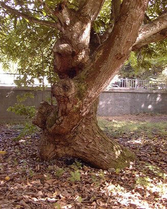 Pépinière Palmaris Mangifera indica