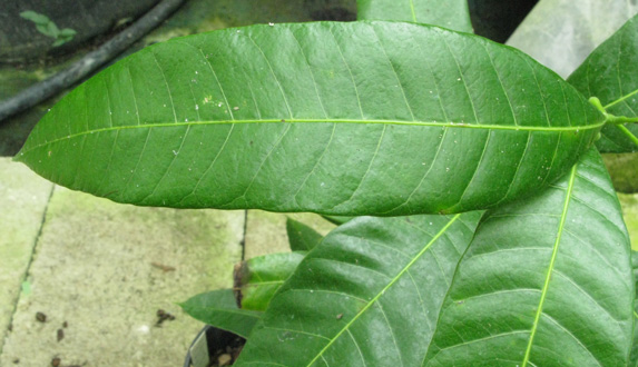 Pépinière Palmaris Mangifera indica