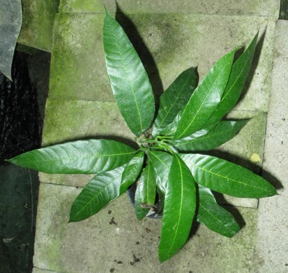 Pépinière Palmaris Mangifera indica