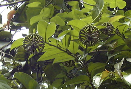 Pépinière Palmaris Marcgravia umbellatum