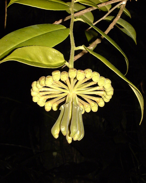 Pépinière Palmaris Marcgravia umbellatum