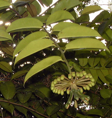 Pépinière Palmaris Marcgravia umbellatum