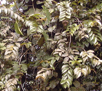 Pépinière Palmaris Marcgravia umbellatum