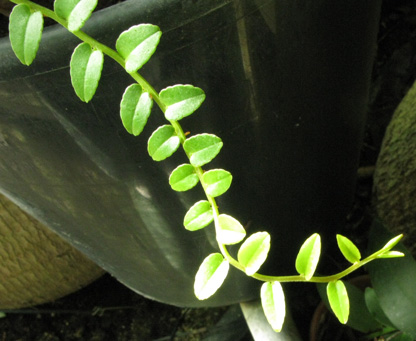 Pépinière Palmaris Marcgravia umbellatum