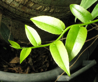 Pépinière Palmaris Marcgravia umbellatum