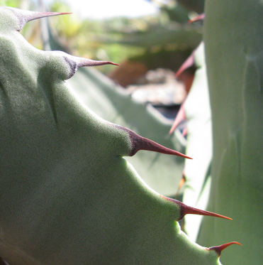 Marge d'Agave asperrima